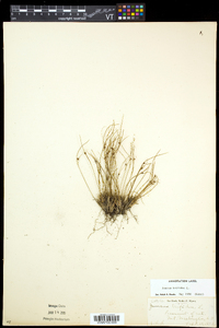 Juncus trifidus image