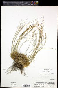 Juncus trifidus image