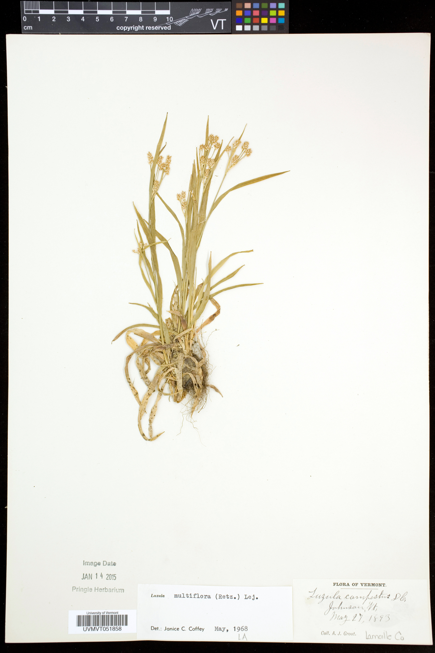 Luzula multiflora subsp. multiflora image