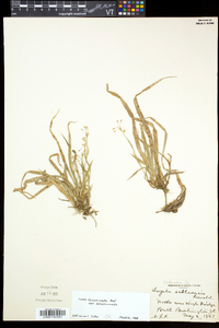 Luzula acuminata var. acuminata image