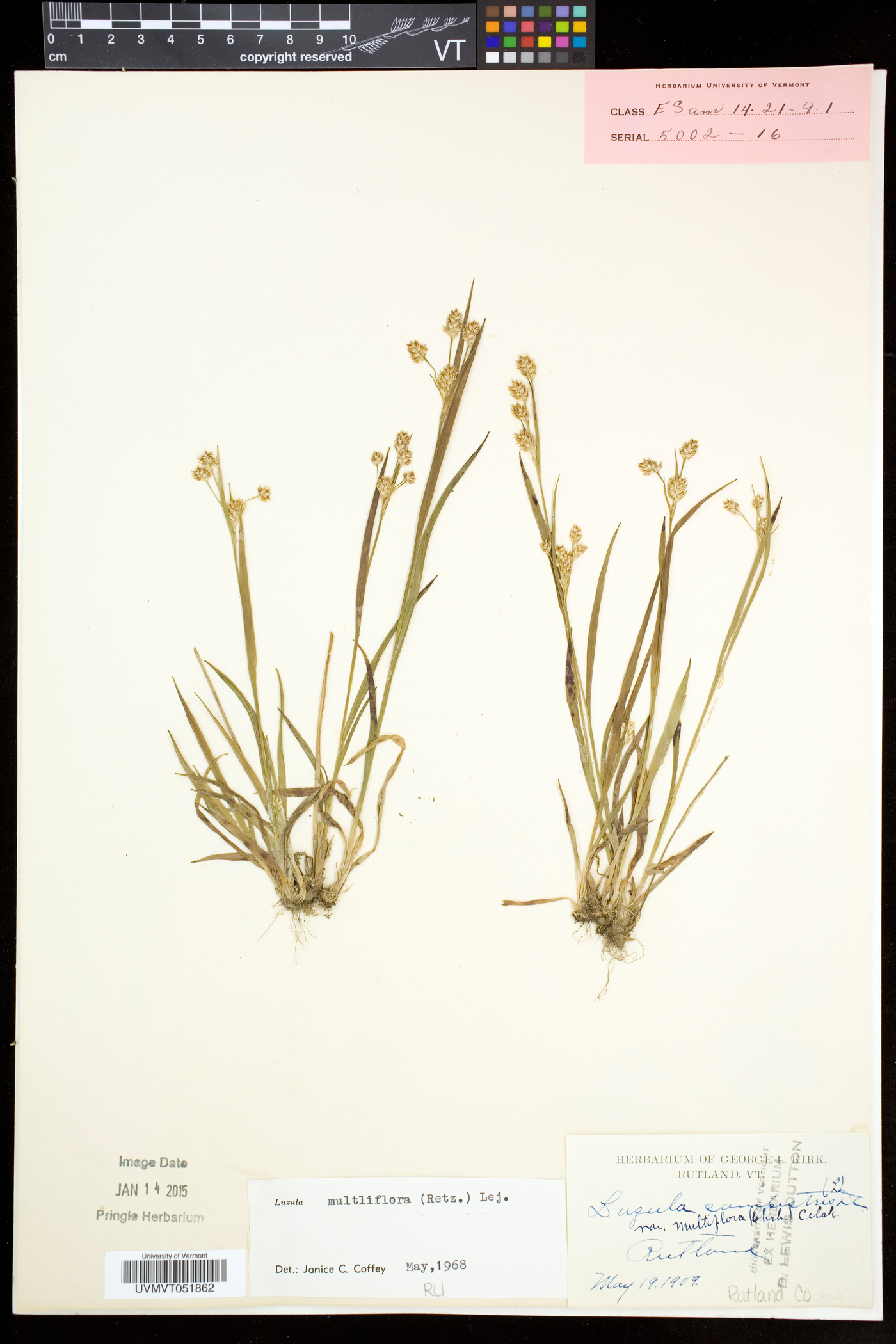Luzula multiflora subsp. multiflora image