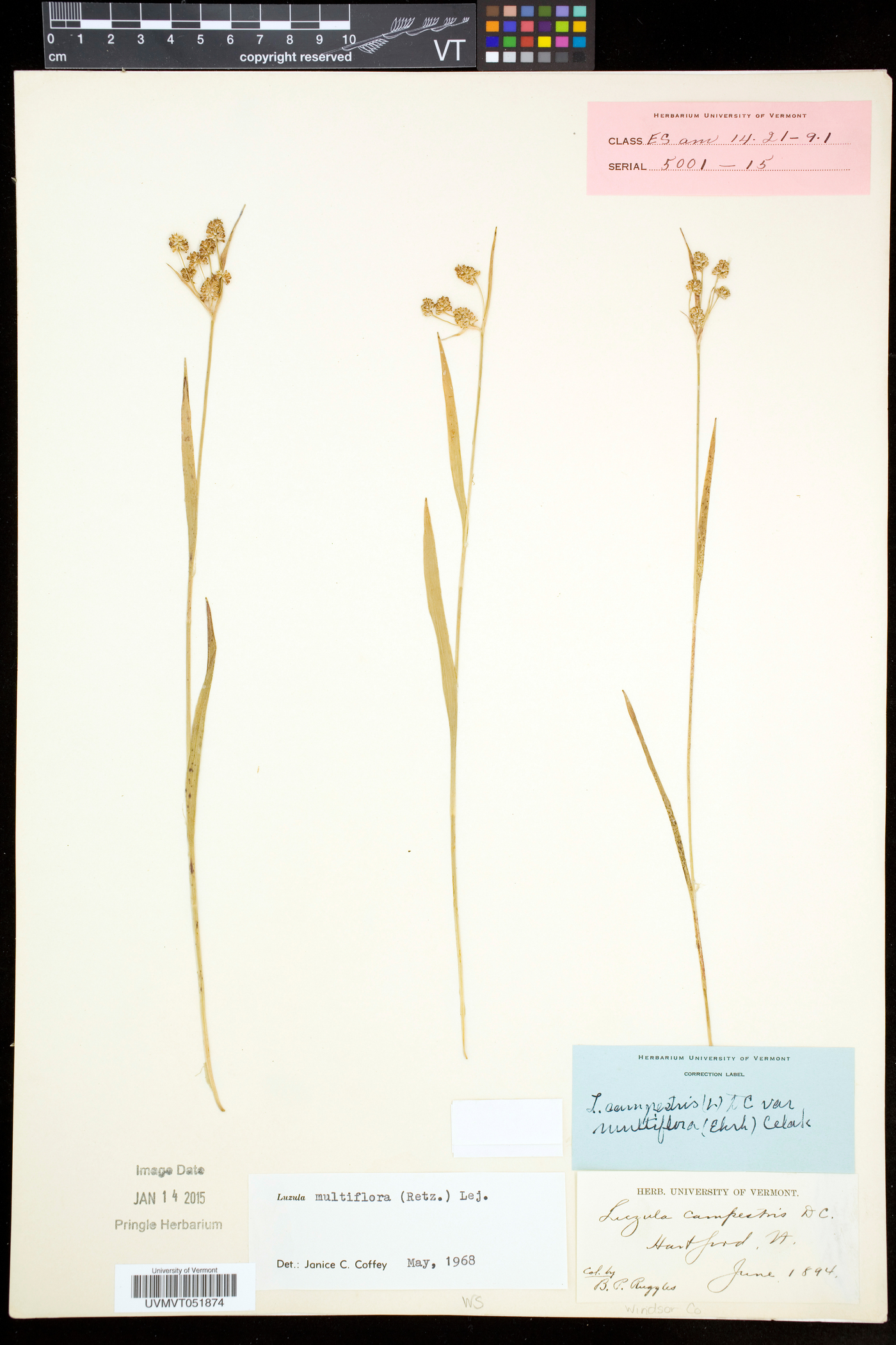 Luzula multiflora subsp. multiflora image