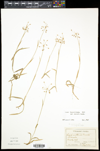 Luzula acuminata var. acuminata image