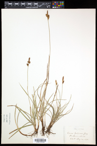 Carex caryophyllea image