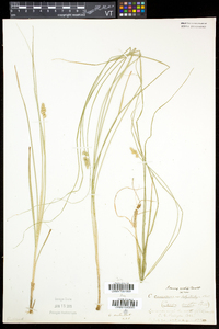 Carex arcta image