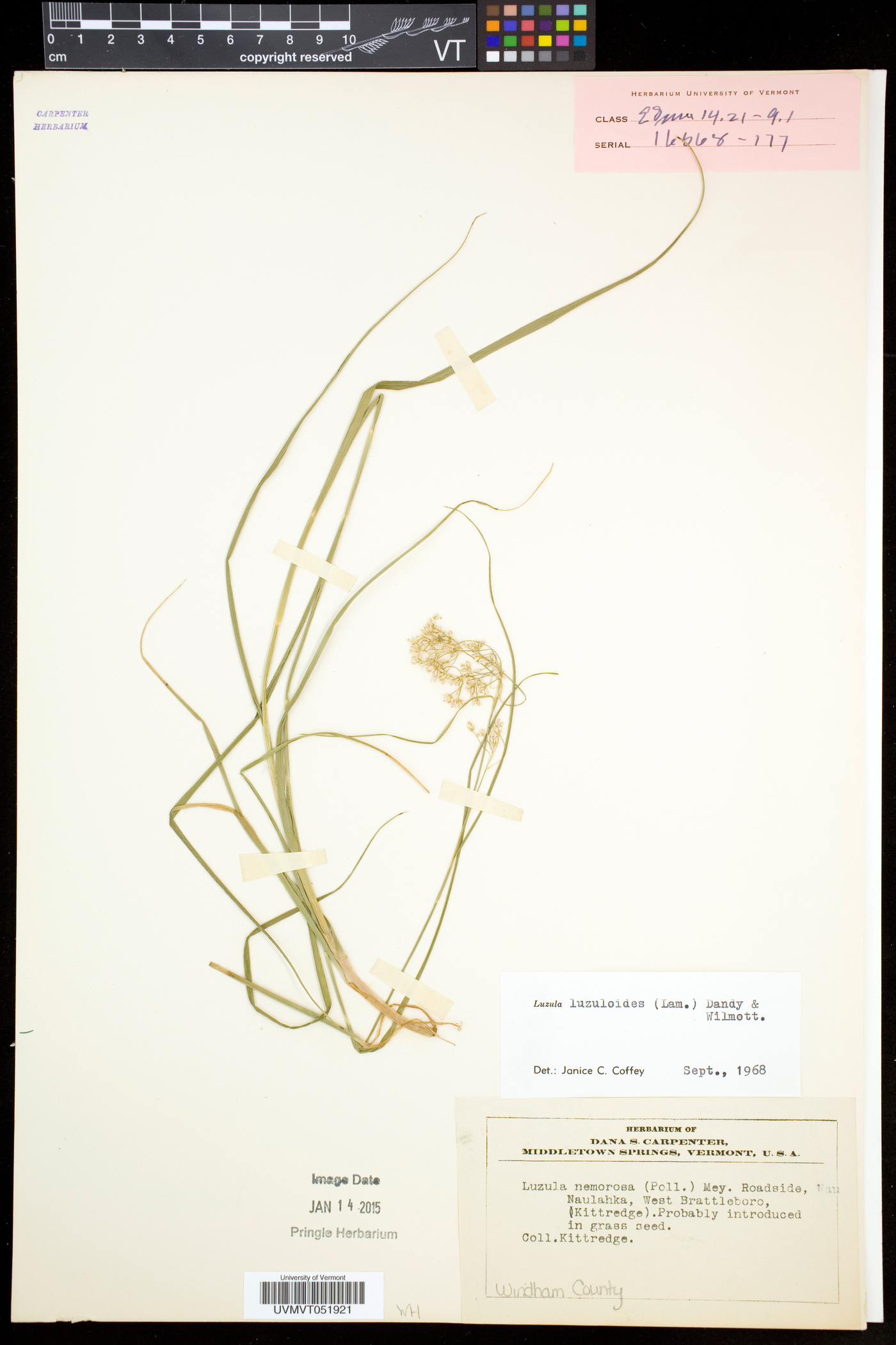 Luzula luzuloides image
