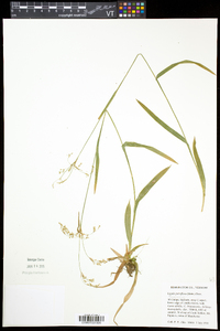 Luzula parviflora image