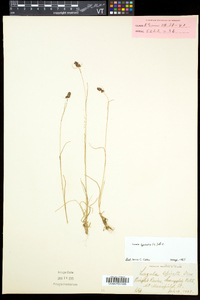 Luzula spicata image