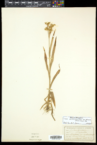 Luzula parviflora image