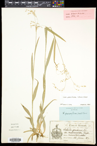 Luzula parviflora image