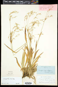 Luzula parviflora image