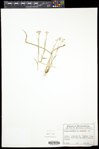 Luzula acuminata var. acuminata image