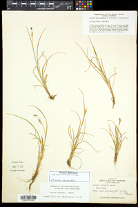 Luzula spicata image