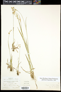 Luzula multiflora subsp. multiflora image