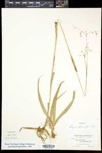 Luzula parviflora image