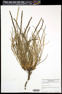 Triglochin maritima image