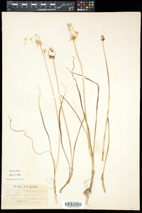 Allium canadense var. canadense image