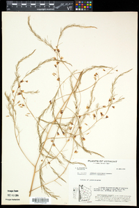 Asparagus officinalis image