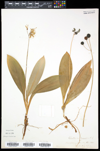 Clintonia borealis image