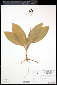 Clintonia borealis image