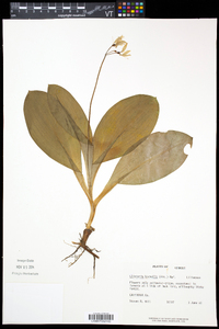 Clintonia borealis image