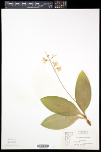 Clintonia borealis image