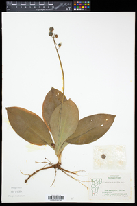 Clintonia borealis image