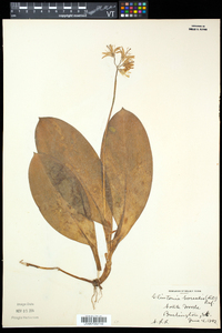 Clintonia borealis image