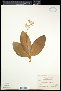 Clintonia borealis image