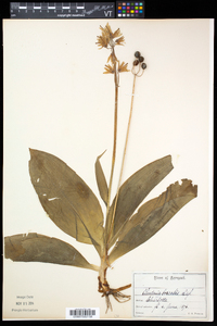 Clintonia borealis image