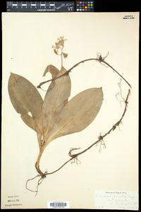 Clintonia borealis image