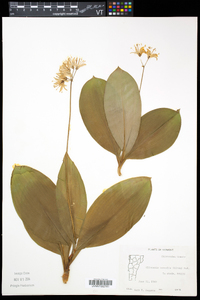 Clintonia borealis image