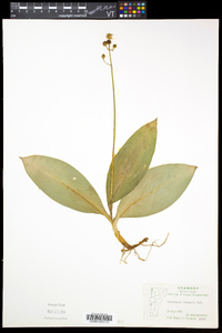 Clintonia borealis image