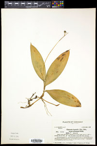 Clintonia borealis image