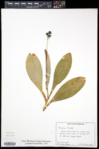 Clintonia borealis image