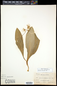 Clintonia borealis image