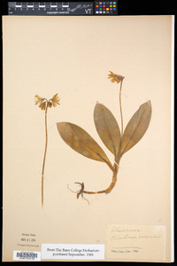 Clintonia borealis image