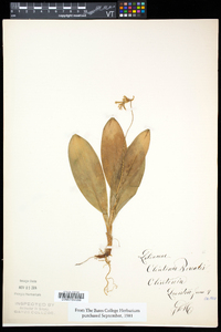 Clintonia borealis image