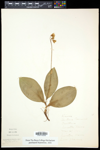 Clintonia borealis image