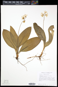 Clintonia borealis image