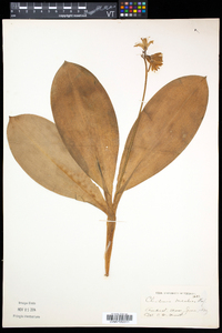Clintonia borealis image