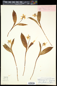 Erythronium americanum subsp. americanum image