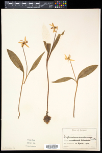 Erythronium americanum subsp. americanum image