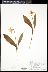 Erythronium americanum subsp. americanum image