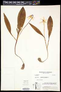 Erythronium americanum subsp. americanum image