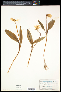 Erythronium americanum subsp. americanum image