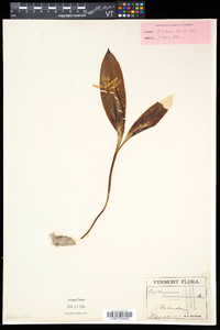 Erythronium americanum subsp. americanum image