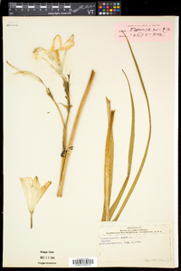 Hemerocallis lilioasphodelus image