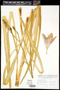 Hemerocallis fulva image