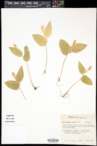 Maianthemum canadense image